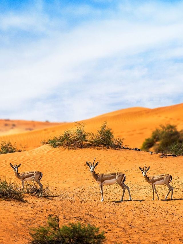 🌟 Desert Oasis: Ritz-Carlton Ras Al Khaimah 🐪✨