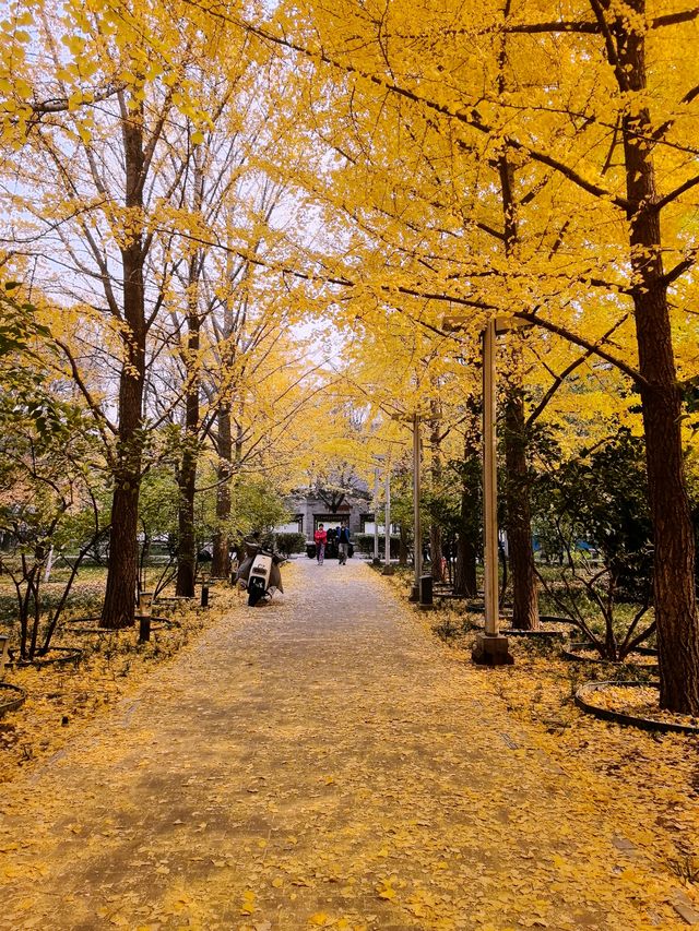 秋天的法源寺，免費景點