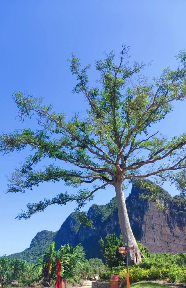 廣西崇左花山岩畫|廣西唯一世界遺產岩畫