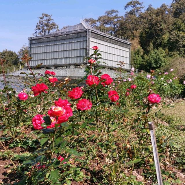 Beautiful Chiang Mai Botanic Garden