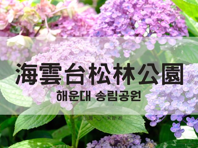 🇰🇷韓國｜釜山➰夏季釜山海邊賞五顏六色繡球花《海雲台 松林店》