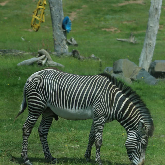 【吉隆坡】馬來西亞國家動物園～迷人野生動物