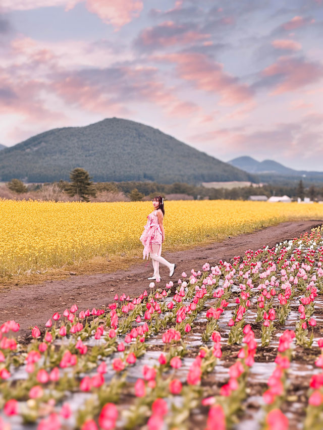 🇰🇷濟州島無邊際鬱金香+油菜花花海🌷🌼