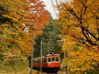 Experience the vibrant colors of fall in Hakone!