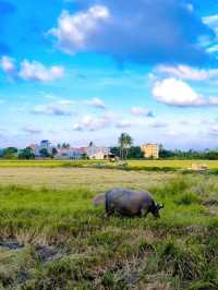 MUST VISIT CAFE AMIDST PADDY FIELD IN HOI AN