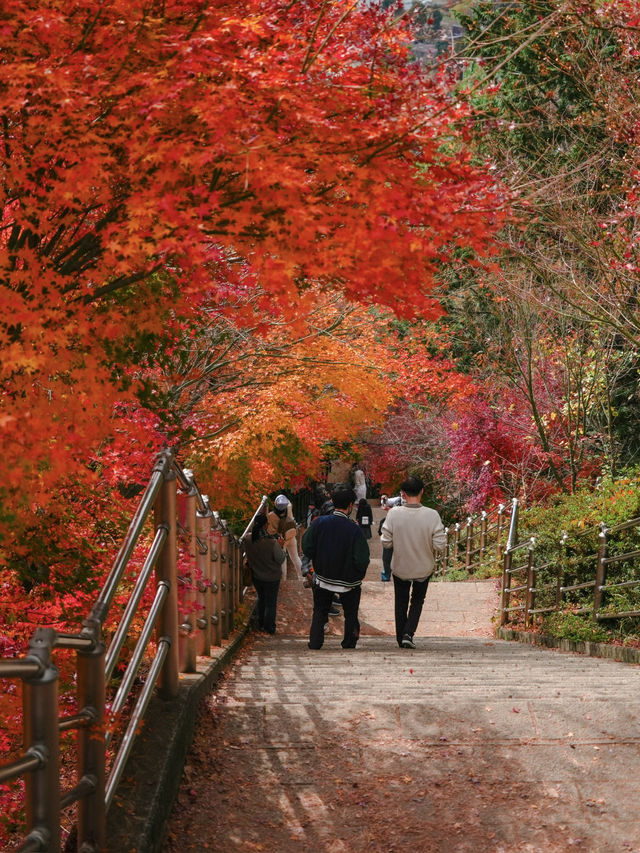 【山梨】富士山と紅葉を楽しもう！秋の河口湖🗻🍁