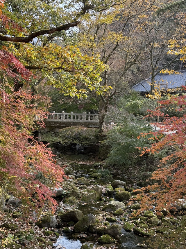 (실시간) 올해 단풍은 여기가 역대급입니다🍁