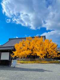 京都の世界遺産・重要文化財の宝庫🥰西本願寺💛🍁大銀杏も見事🥹🍁💛