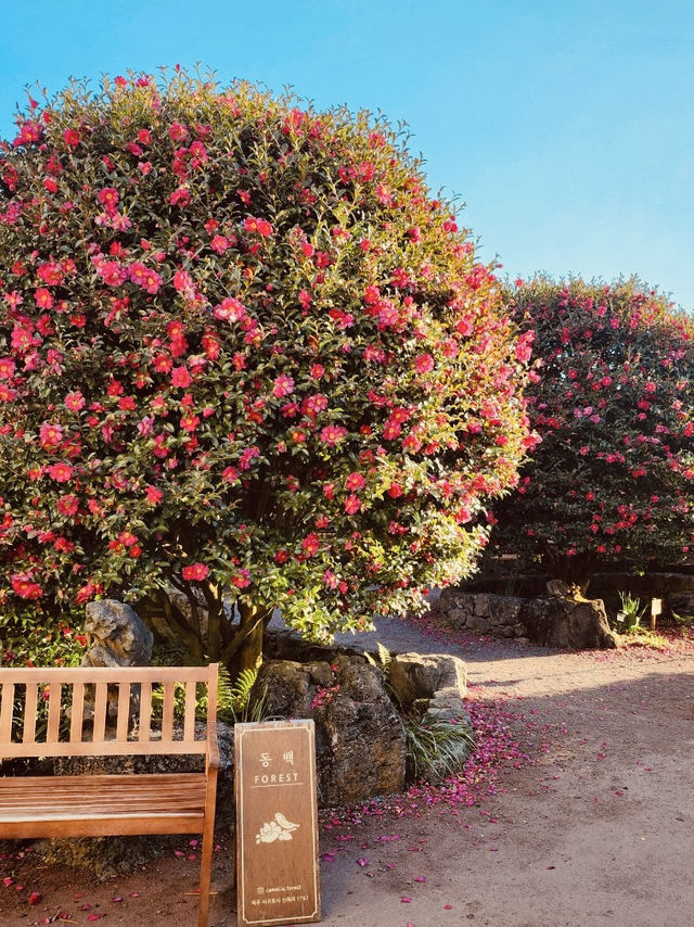 A Camellia Wonderland