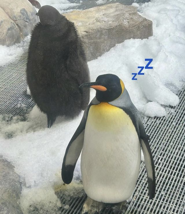 澳洲好玩的地方之一，水族館