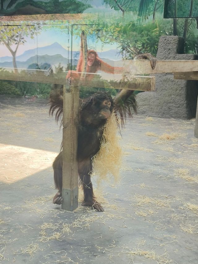 上海野生動物園一日遊花銷