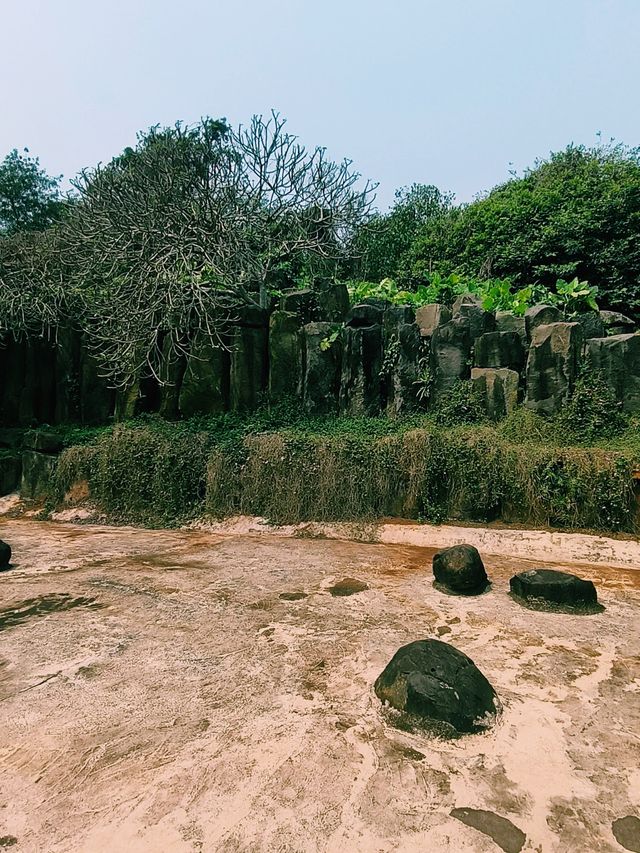 這裡古樹參天、古藤纏繞、植被茂盛,是一處"天然氧吧"。