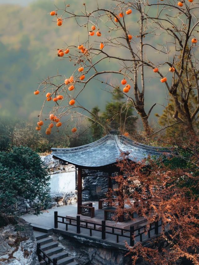 北京•國家植物園|無人打擾的深秋秘境。