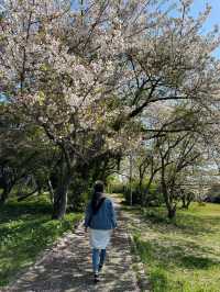 置身在花海之中🥰能古島海島公園全攻略❤️