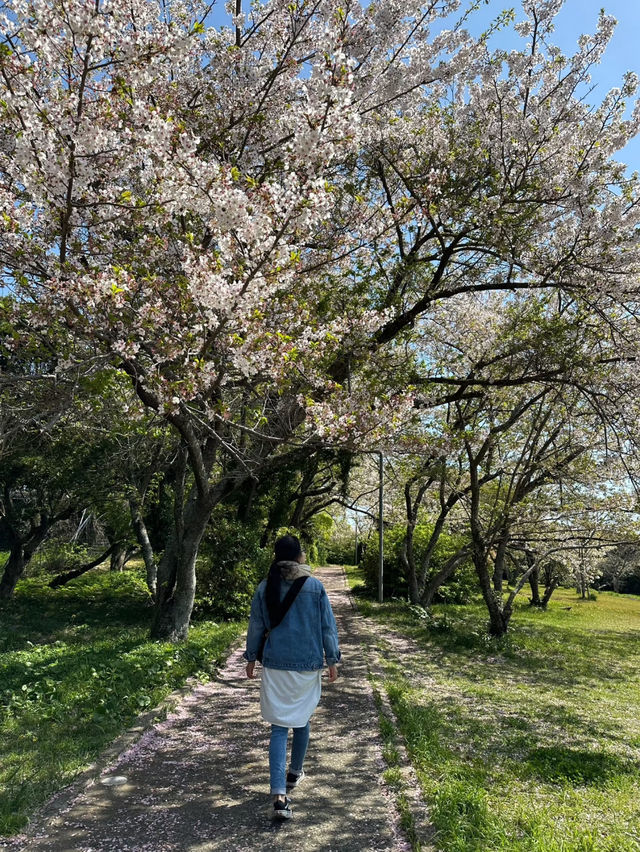 置身在花海之中🥰能古島海島公園全攻略❤️