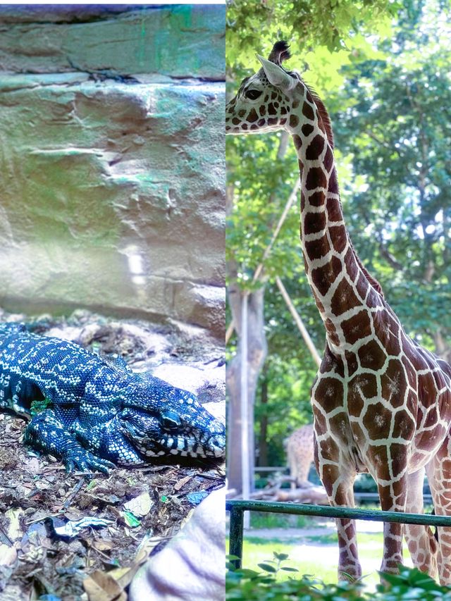 上海動物園真的讓人驚喜！！？