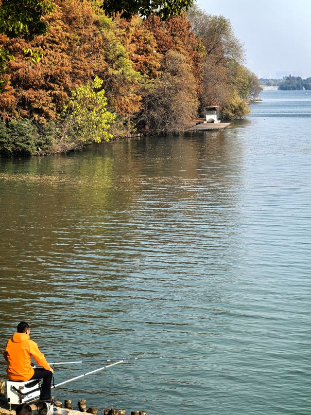 湘湖賞紅杉