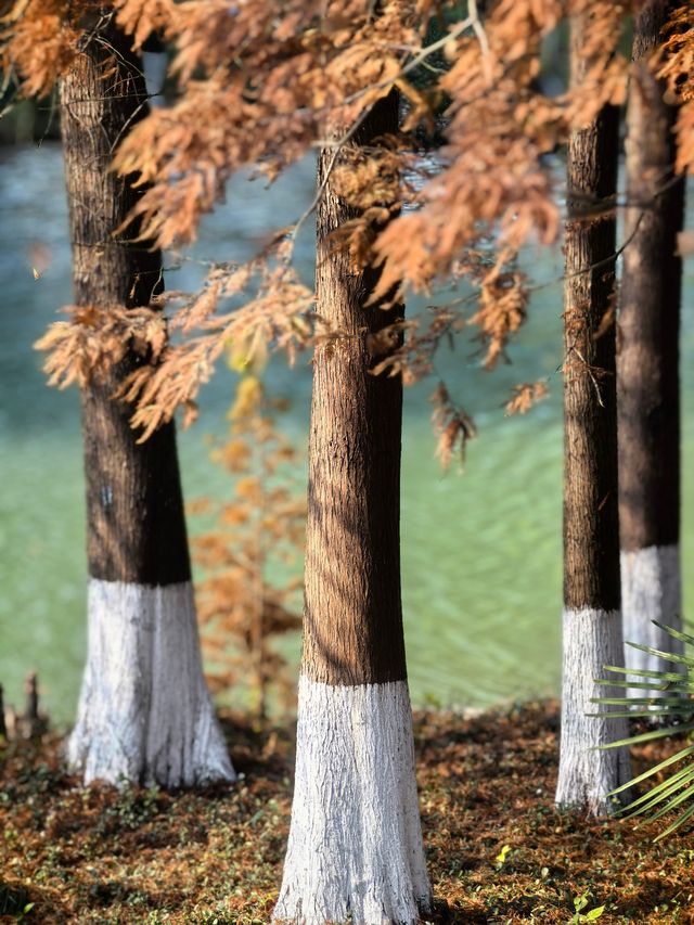 湘湖賞紅杉