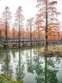 青西郊野公園池杉棧道