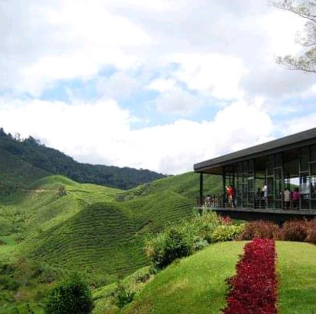 Cameron highlands - heads in the cloud