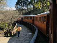 阿里山林鐵小火車 嘉義旅遊 阿里山交通