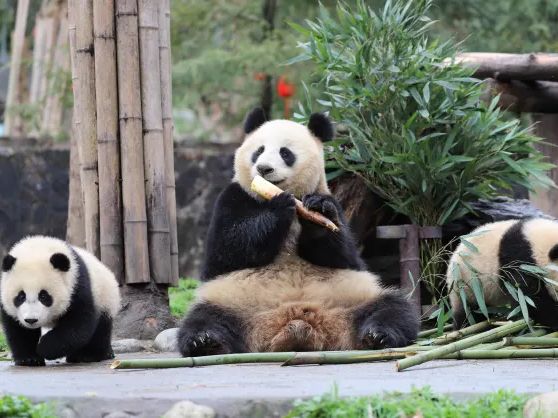 Dujiangyan China Giant Panda Garden 