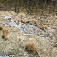 Fløyen Forest, Bergen