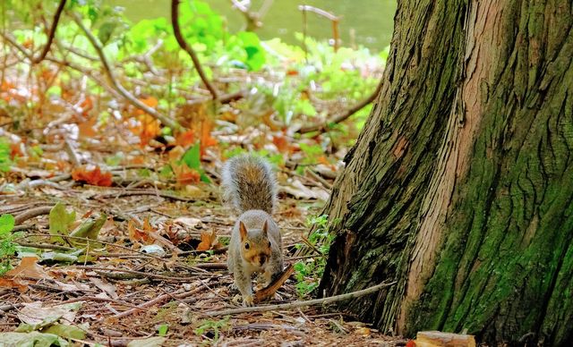 St. James Park: London's Serene Urban Escape