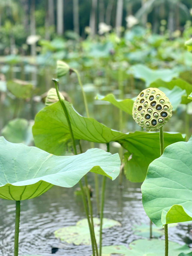 📍Pamplemousses Botanical Garden, Mauritius 🇲🇺