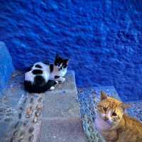 Chefchaouen : A Dream for Cat Lovers