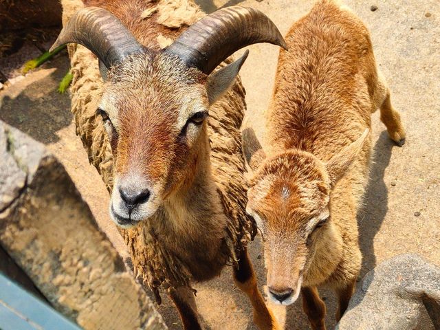 廣州動物園一遊。