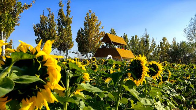 徒步、觀景、登小山都適宜。