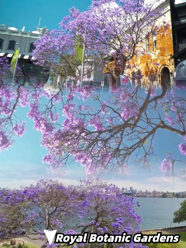 Where to See Jacarandas in Sydney