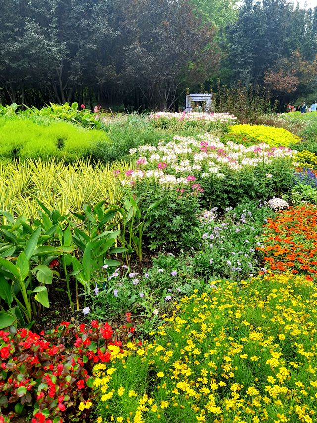 北京海淀公園也有了莫奈花園。