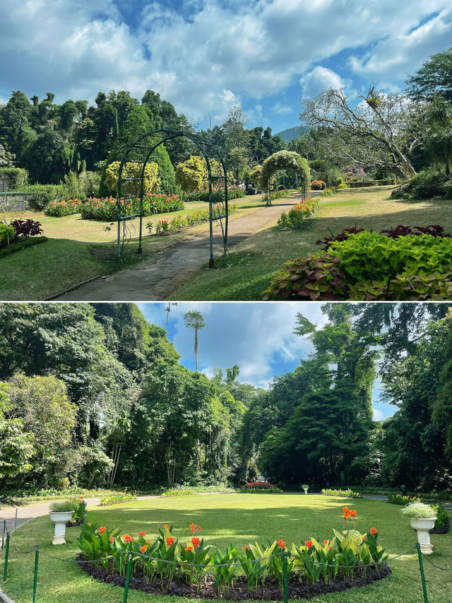 冬季反向遊 | 斯里蘭卡皇家植物園，不一樣的熱帶風情