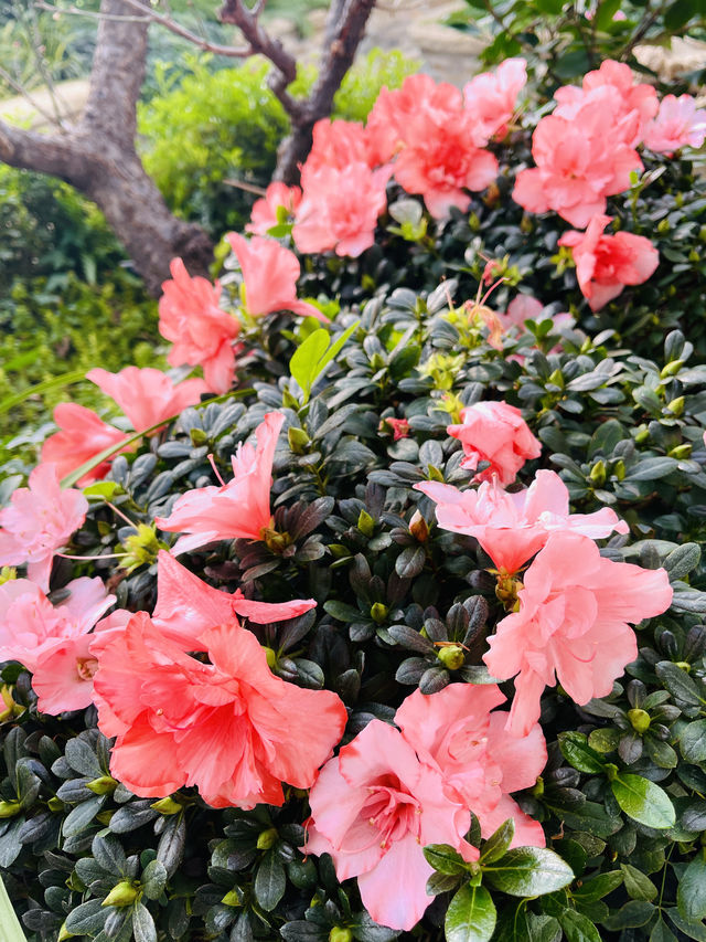 三九首日 邂逅鮮花綻放 景山公園