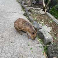 伊豆仙人掌動物園🌵