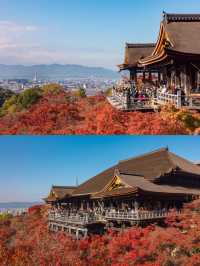 ใบไม้เปลี่ยนสีที่วัดน้ำใส Kiyomizu-Dera Temple 🍁