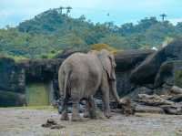 Taipei Zoo: A Wildlife Wonderland