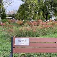 Leisure Time at Hangang Park, Seoul.