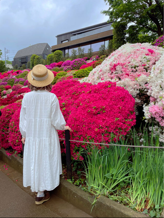 圧巻のツツジ🥹🌺東京・根津神社⛩️