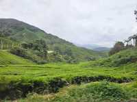 A lush green Tea Farms at Cameron Highlands, Sungai Palas by BOH