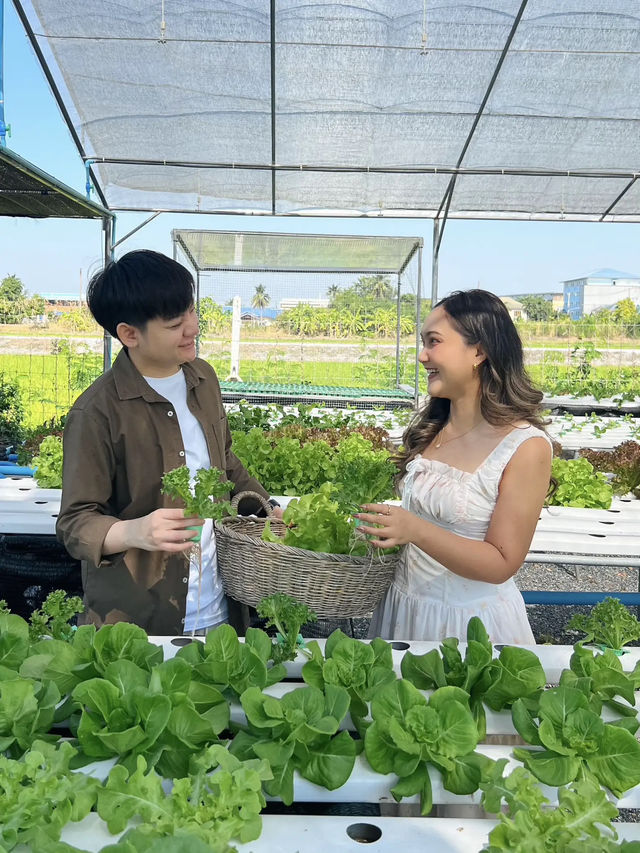 ยกเขาใหญ่มาไว้ที่ศาลายา 🥦☀️ กับคาเฟ่ในสวนผัก 