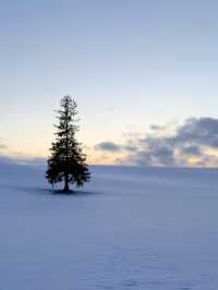 Powder Paradise: Skiing into a Christmas Wonderland in Hokkaido