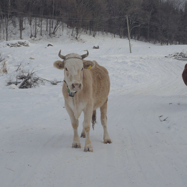 เปิดประสบการณ์ขี่ม้าท่ามกลางดินแดนหิมะ Snow Valley