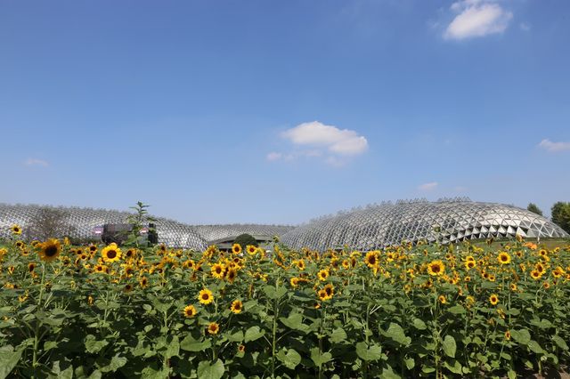 向陽而生~~辰山植物園。