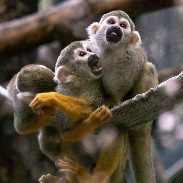 【城市綠洲】北京動物園，家庭親子遊的樂園