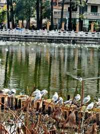 昆明翠湖公園迎來最美觀鷗季