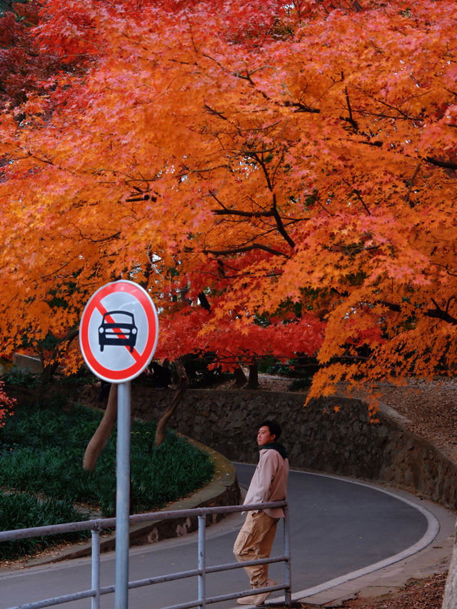 比起棲霞山，我更愛這個楓葉紅人極少的小眾旅行地