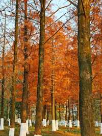 雙洲公園周末擠不下，完全可以去桃花源嘛！